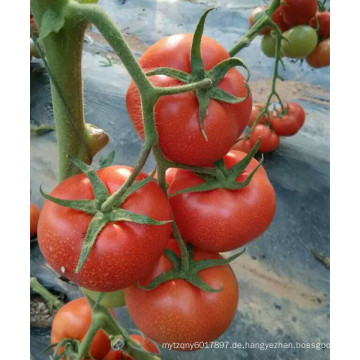 RT50 Cunhuo bakterielle welke beständige hybride beste Tomatensamen für Verkauf mit hohem Ertrag
